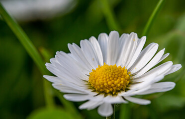 Fototapeta premium Ein Gänseblümchen im Frühling mit schönem Bokeh!