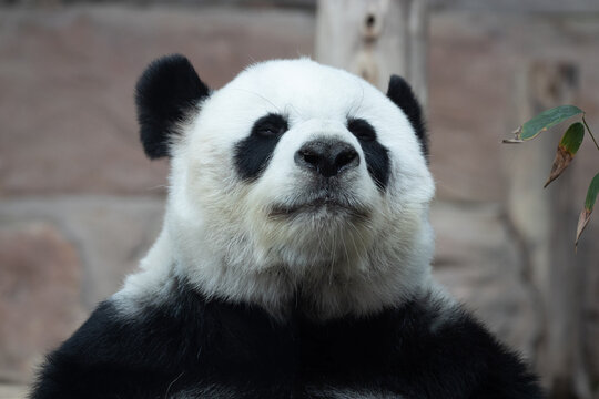 a portrait of female panda in Thailand