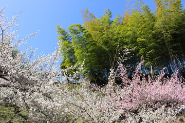 紅白の梅と竹林