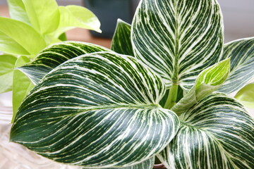 leaves of birkin congo