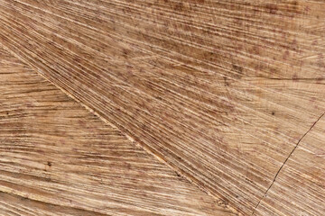 A cut of a sawn tree with saw marks. The texture of the slice. Natural abstract background.