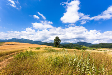 北海道富良野、7月の麦畑・日本