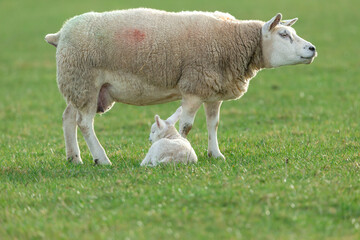 Close up of a fine Texel ewe or female sheep with her sleeping newborn lamb in early spring time.  Clean, green background.  North Yorkshire. Copy Space.  Horizontal.