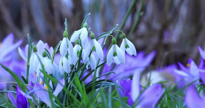 kwitnąca wiosenna łąka, z przebiśniegiem (Galanthus nivalis) i krokusem (Crocus sieberi)