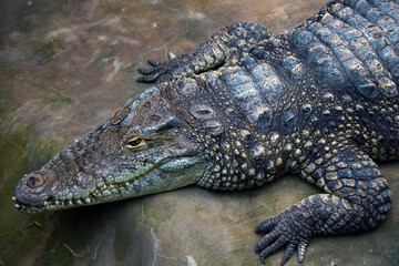 A view from above of a large old crocodile.