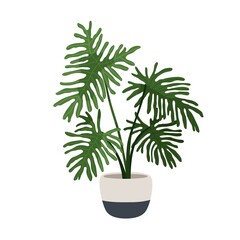 Philodendron selloum, big potted plant. Split-leaf houseplant growing in planter. Large foliage home tree. Room vegetation with huge leaves. Flat vector illustration isolated on white background