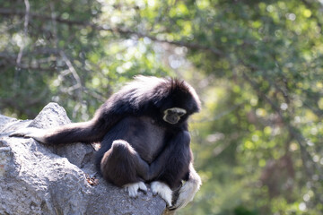 Close up White-Handed Gibbon