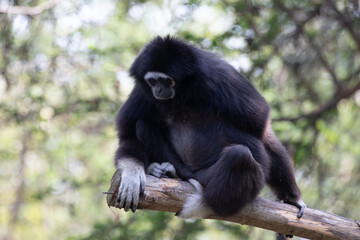 Close up White-Handed Gibbon