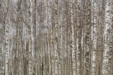Black and white photo of birch grove in autumn-winter-spring as beautiful black-and-white wallpaper