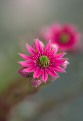 close up of pink flower