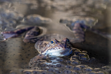 The frog and spawn in the pond