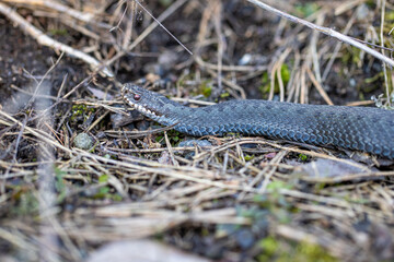 Viper snake on the ground