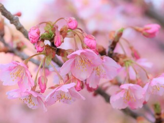鮮やかな桜の花