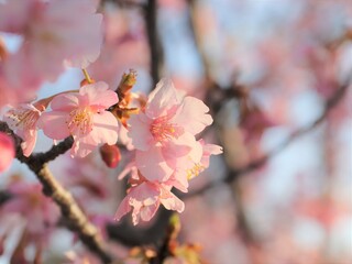 陽射しが当たる桜の花