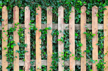 background with old wooden fence and green grass