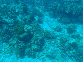 Fototapeta na wymiar 東ティモール　アタウロ島の珊瑚礁