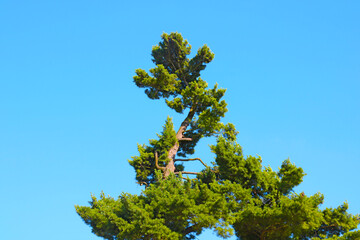 The green top of the tree against the blue sky.