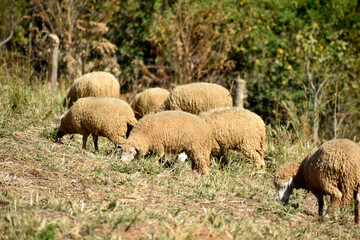 Milky white sheep live in the foothills of northern Thailand. 