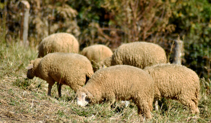 Obraz premium Milky white sheep live in the foothills of northern Thailand. 