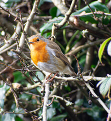 robin on a branch