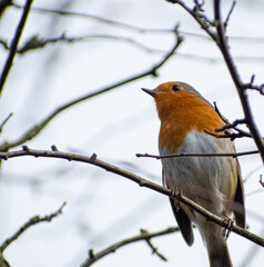 robin on a branch