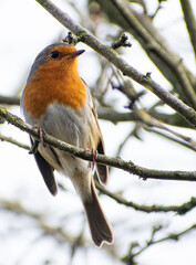 robin on a branch