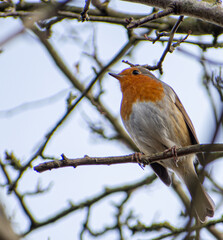 robin perched on a branch
