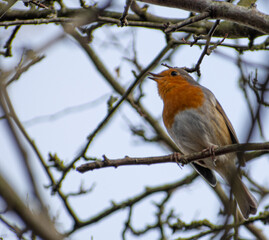 robin on a branch