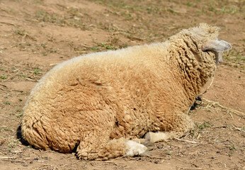 Fototapeta premium Milky white sheep live in the foothills of northern Thailand. 