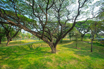 Benjakitti Forest Park, is new landmark public park of central Bangkok in Bangkok, Thailand.