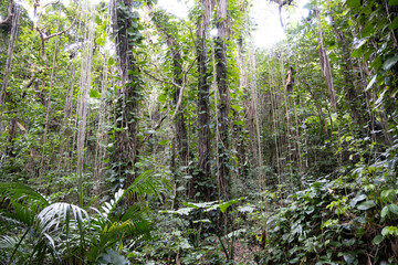 Forest of Sueyoshi Park in Naha City