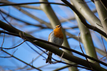 robin on branch