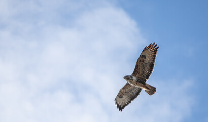 Buzzard in flight