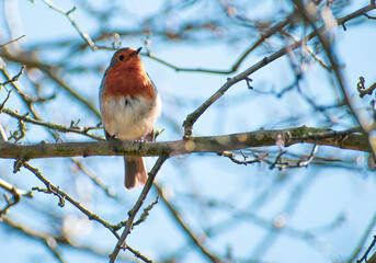 robin perched on a branch