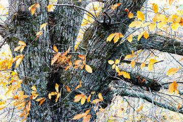 Tronco de castaño con líquenes en su corteza. Sierra de Gredos. España.