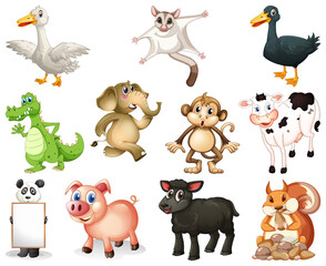 Set of animal cartoon character