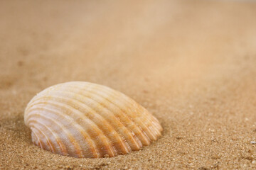 Fototapeta na wymiar Beige small seashell on the sand. Macro