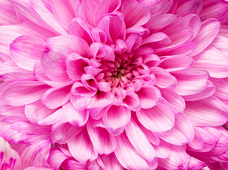 pink chrysanthemum flower as background