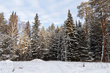 Pines branches covered with white fluffy snow are in winter day in the forest