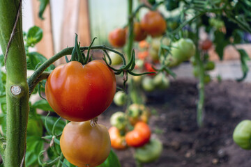 bunch of red tomatoes hanging on tomato plant branch in greenhouse, closeup