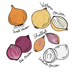 Type of onions vector illustration