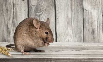 Wild little dark rat (Rattus rattus) outdoors on a wooden deck