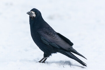 Czarny ptak w promieniach słońca stojący na śniegu, Gawron, gapa, corvus frugilegus.