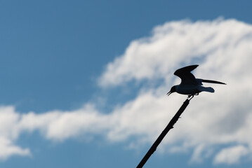 Sylwetka profilowa ptaka na gałęzi, błękitne niebo i białe chmury. - obrazy, fototapety, plakaty