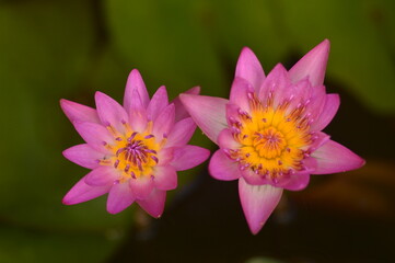 Pink water lily