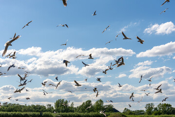Ptactwo wodne w locie, duża grupa ptaków w różnej fazie lotu.