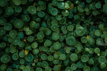 The many green leaves background