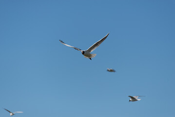 Białe ptaki szybujące na tle bezchmurnego nieba, mewa śmieszka, chroicocephalus ridibundus. - obrazy, fototapety, plakaty