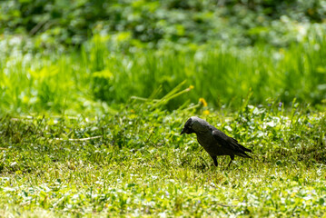 Czarny ptak szukający pożywienia na trawniku, słoneczny dzień. Kawka zwyczajna, kawka, corvus monedula.