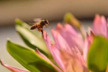 bee on a flower